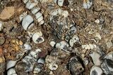 Fossil Freshwater Snails (Elimia) In Limestone - Wyoming #240632-2